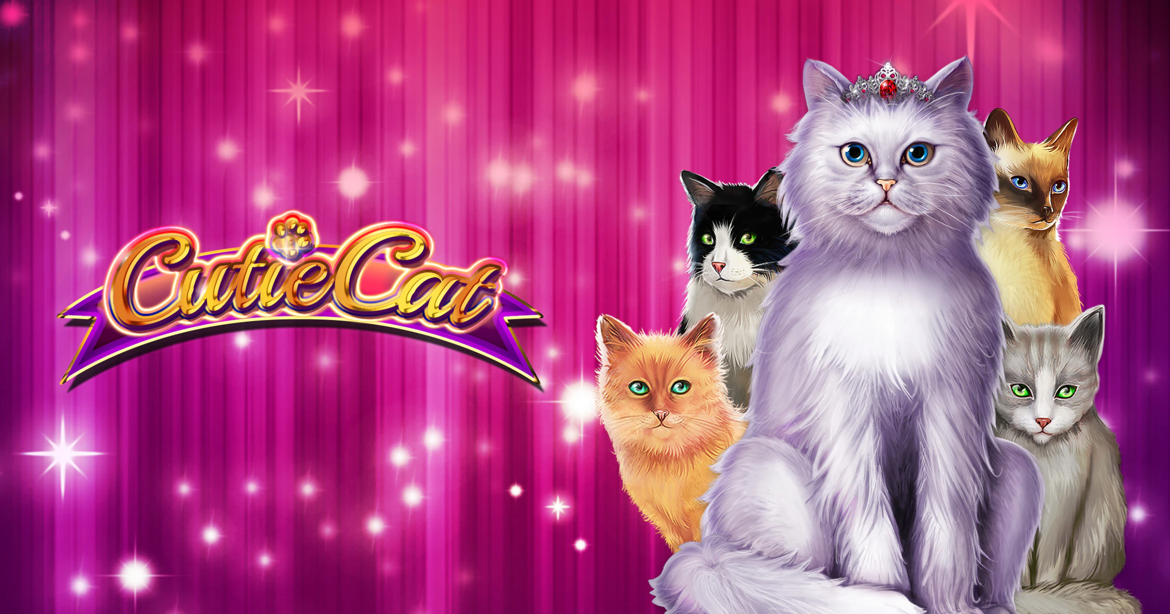 Cutie Cat