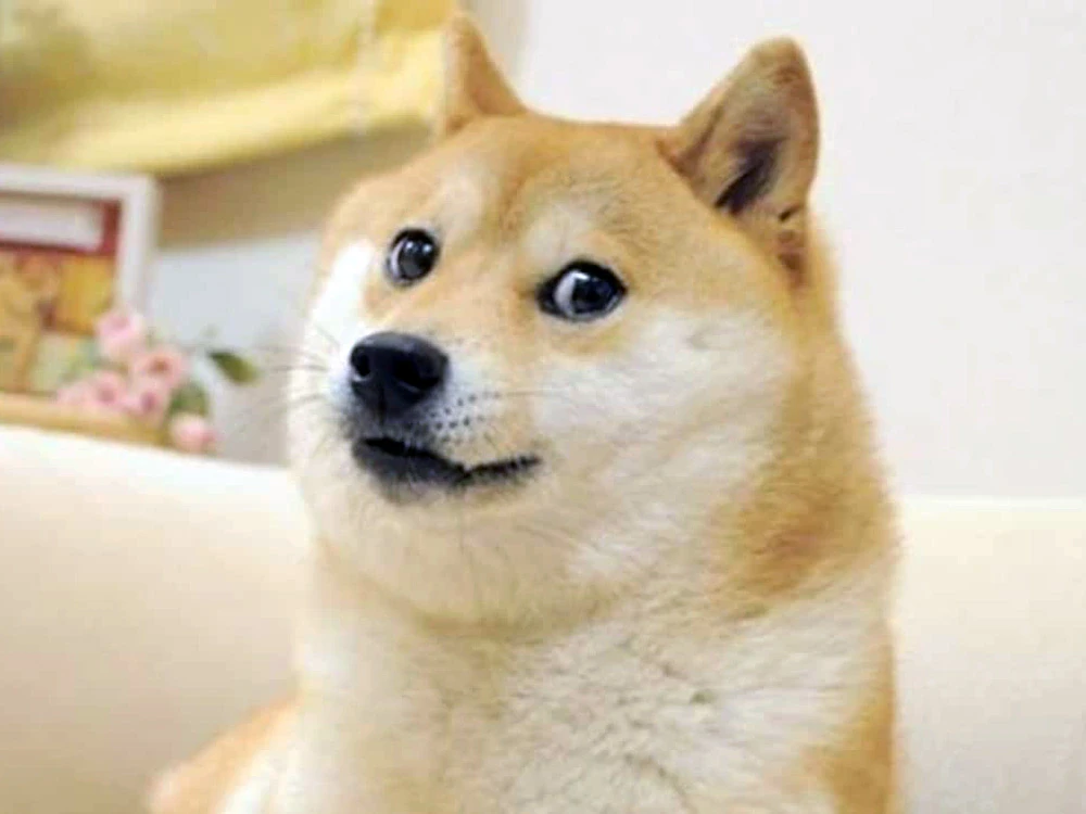 The Dog inpiration
