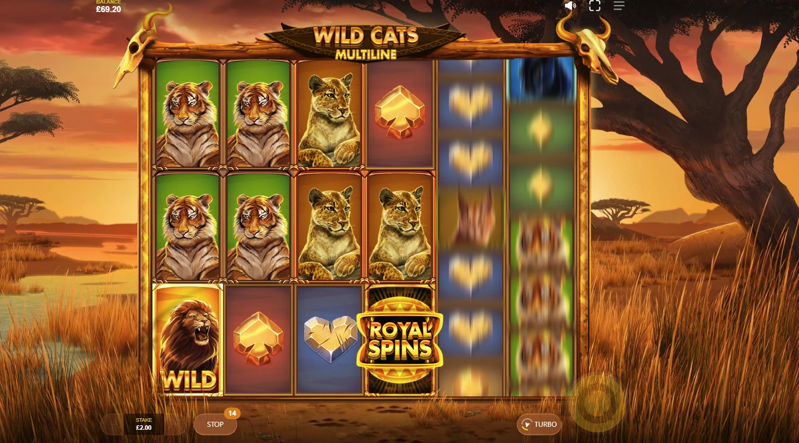 Wild Cats Multiline
