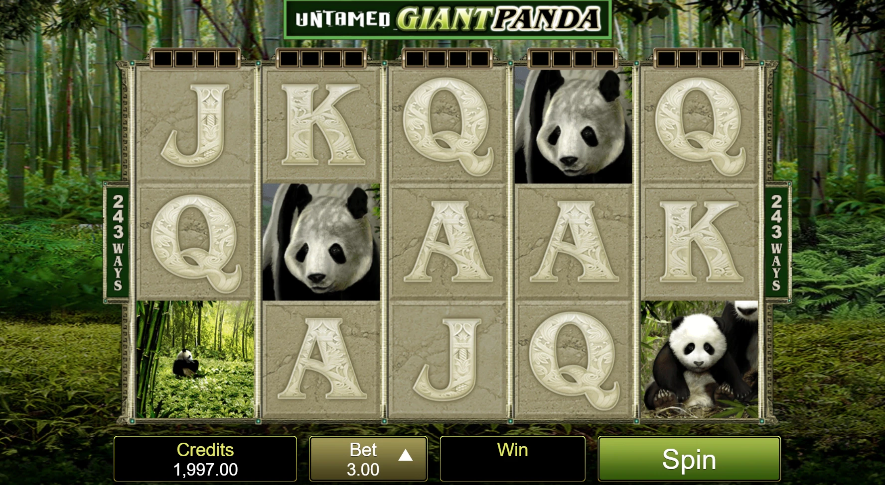 Untamed Giant Panda